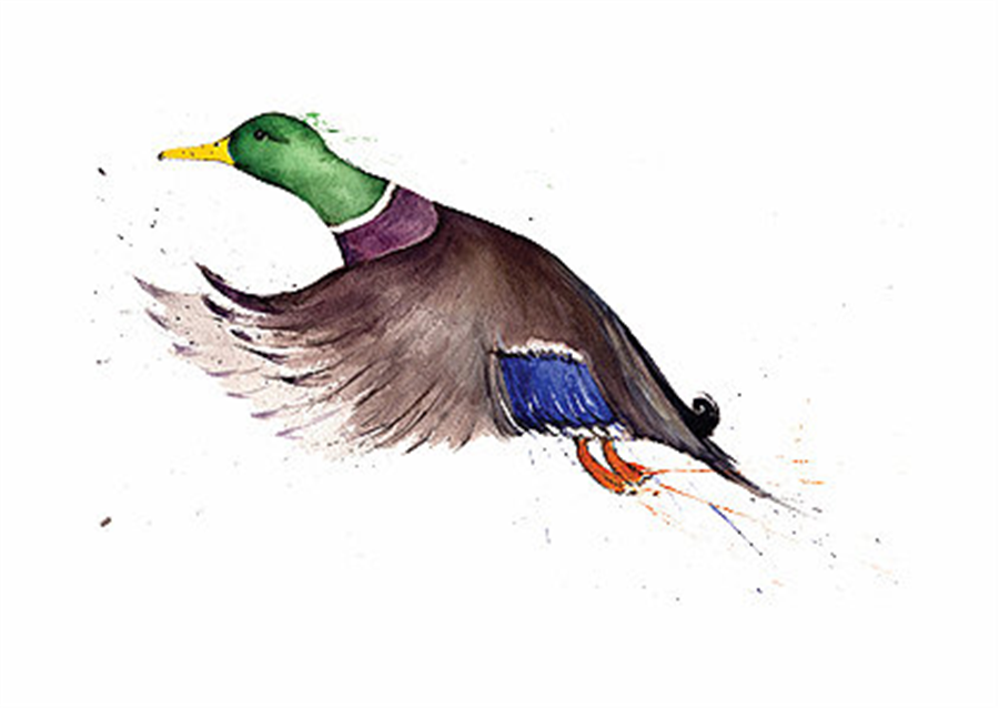 Clare Brownlow Mallard Postcards - Pack of 10 - Image 2