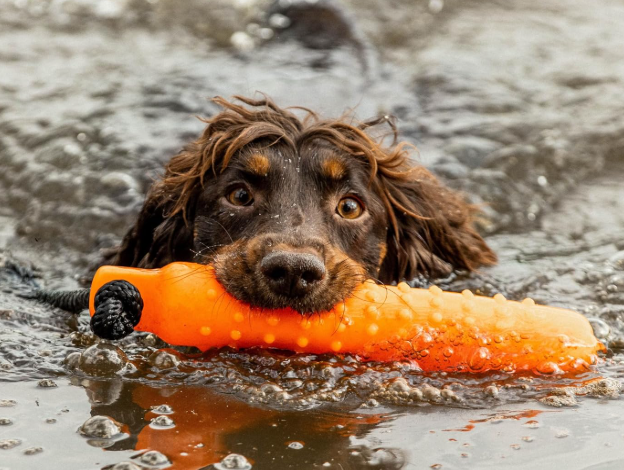 Dog & Field Large Water Dog dummy - Orange