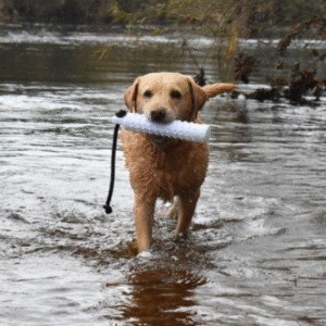 Dog & Field Small Water Dog Dummy - White
