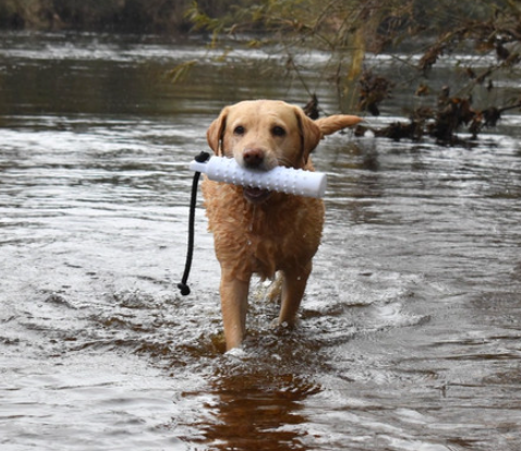 Dog & Field Small Water Dog Dummy - White